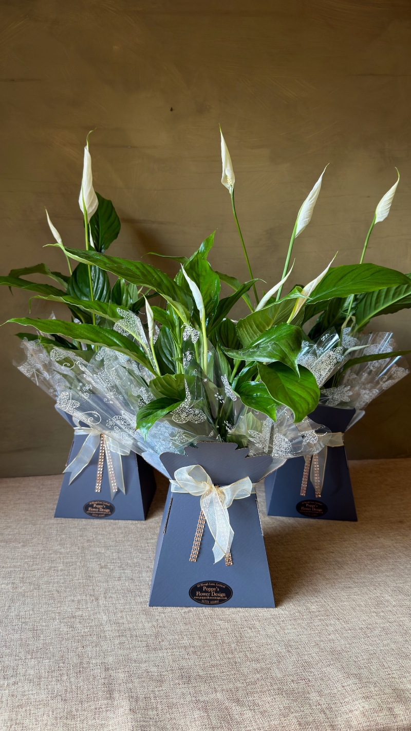 Peace Lily