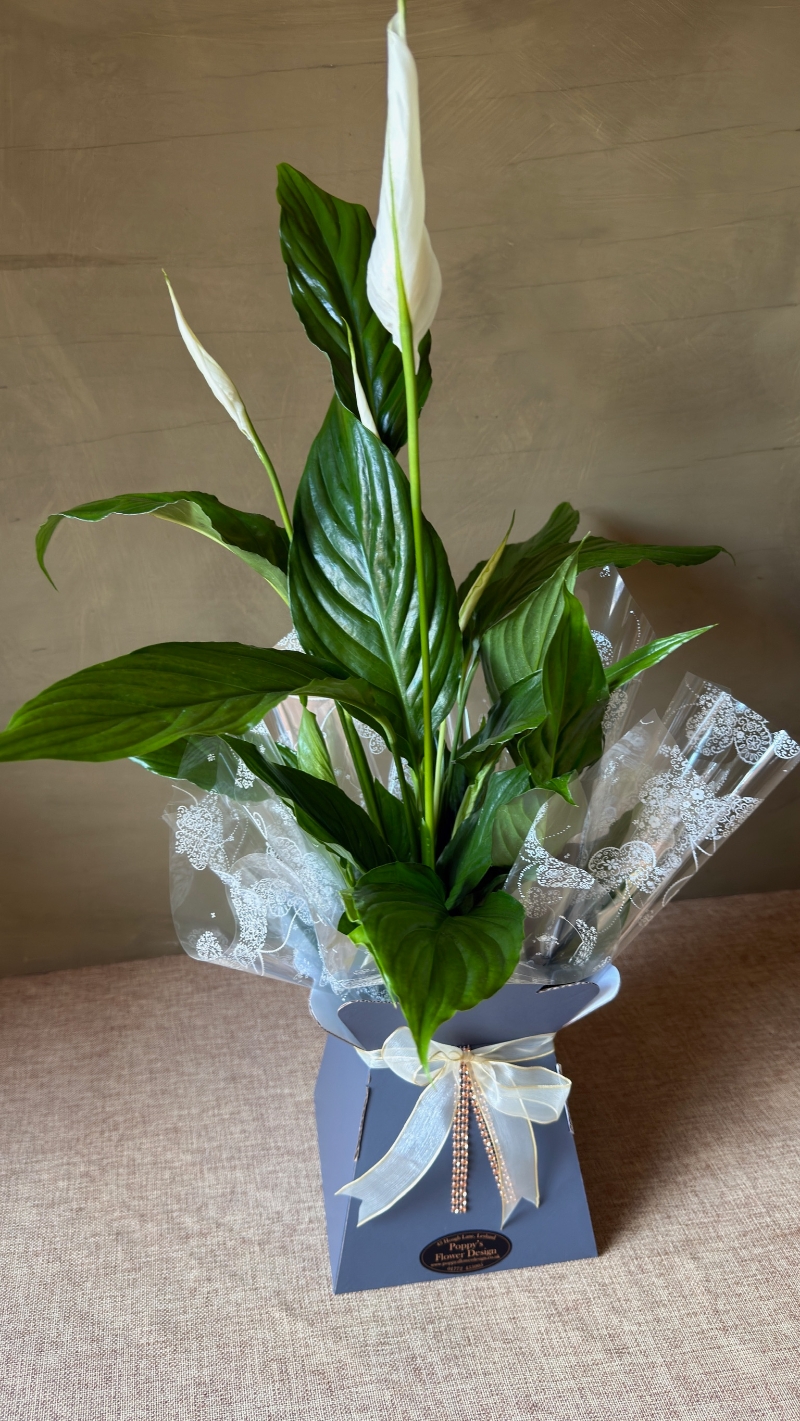 Peace Lily