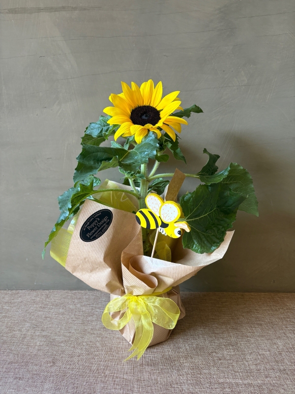 Sunflower Plant