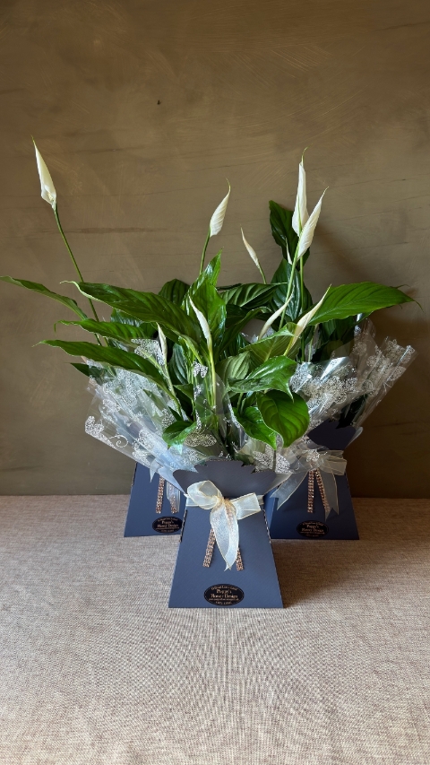 Peace Lily