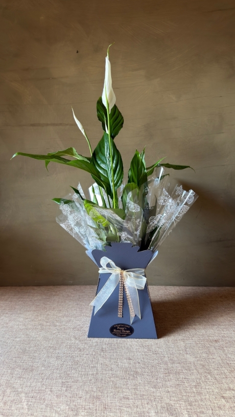 Peace Lily